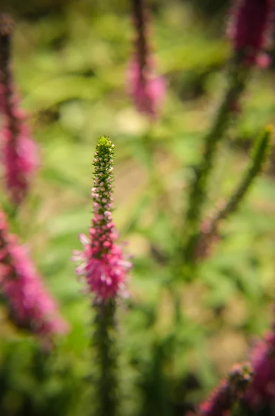 Gemeenschappelijke heather-calluna vulgaris. Kleine honing bos plant en decoratieve tuin . — Stockfoto