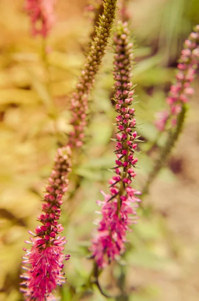 Κοινή ερείκη calluna vulgaris. Εργοστάσιο μικρό μέλι δάσους και διακοσμητικό κήπο . — Φωτογραφία Αρχείου