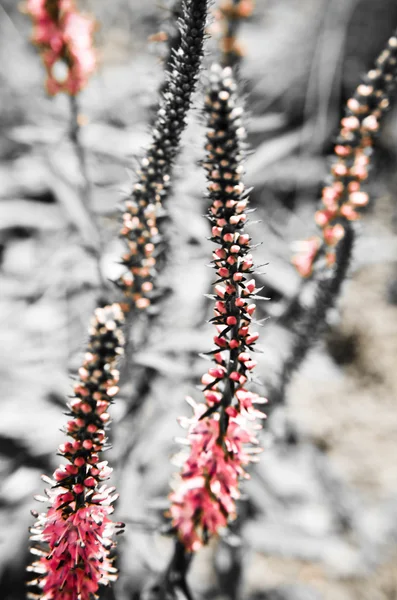 Caléndula vulgar de brezo común. Pequeño bosque de miel y jardín ornamental  . —  Fotos de Stock