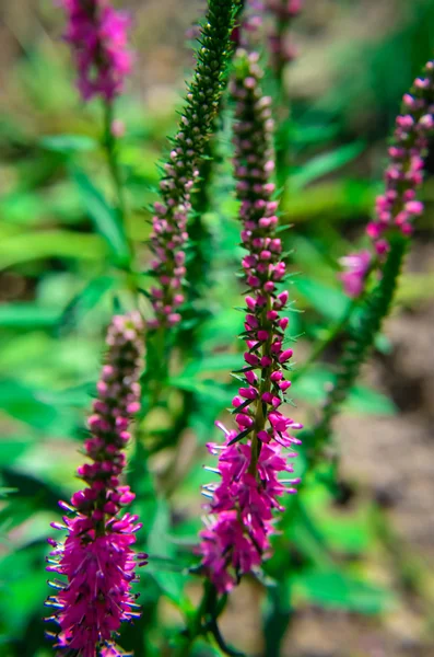 Κοινή ερείκη calluna vulgaris. Εργοστάσιο μικρό μέλι δάσους και διακοσμητικό κήπο . — Φωτογραφία Αρχείου