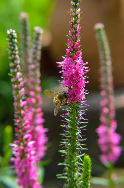 Gemeenschappelijke heather-calluna vulgaris. Kleine honing bos plant en decoratieve tuin . — Stockfoto