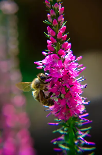 Gemeenschappelijke heather-calluna vulgaris. Kleine honing bos plant en decoratieve tuin . — Stockfoto