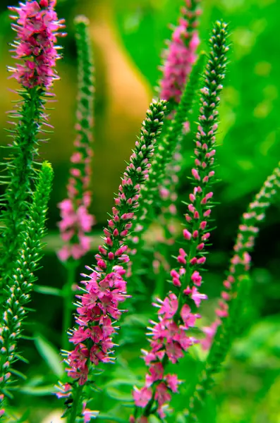 Κοινή ερείκη calluna vulgaris. Εργοστάσιο μικρό μέλι δάσους και διακοσμητικό κήπο . — Φωτογραφία Αρχείου