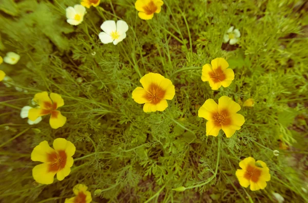 Eschscholzia vor grünem Gras Hintergrund. kalifornien, kalifornischer mohn — Stockfoto