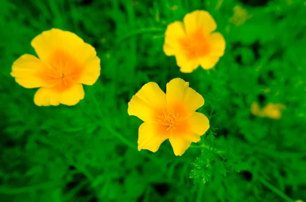 Eschscholzia contra el fondo de hierba verde. Californica, California amapola —  Fotos de Stock