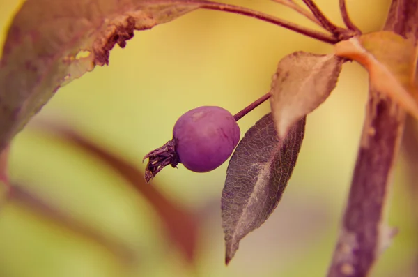 Malus Redsentinel jablka jsou dobré pro želatinu a džem. Jsou velmi kyselé nemůže být jedeno surový. — Stock fotografie