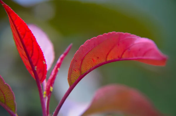 Folhas vermelhas com belo bokeh. foco local — Fotografia de Stock