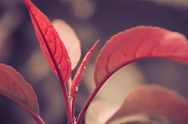 Folhas vermelhas com belo bokeh. foco local — Fotografia de Stock