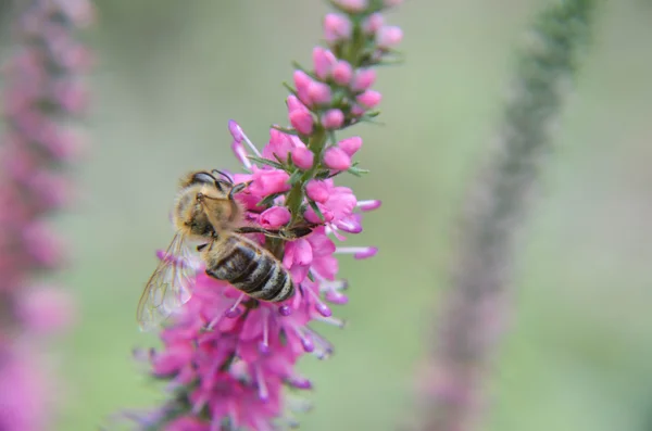 Bruyère commune calluna vulgaris. Petite plante de forêt de miel et jardin ornemental  . — Photo