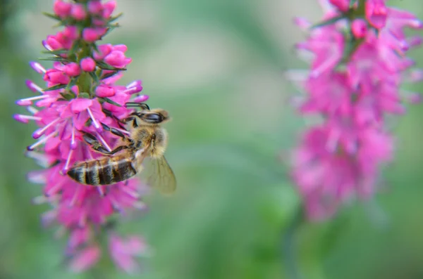 Gemeenschappelijke heather-calluna vulgaris. Kleine honing bos plant en decoratieve tuin . — Stockfoto