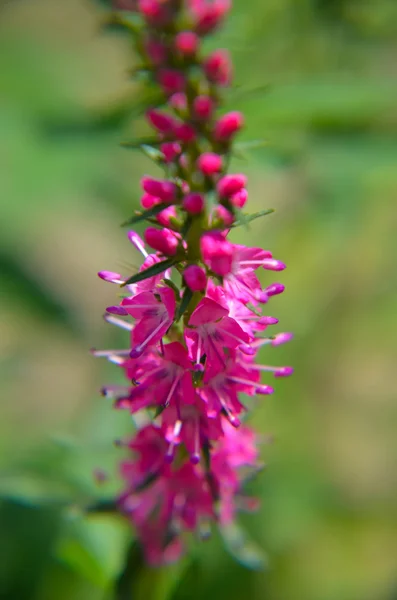 Κοινή ερείκη calluna vulgaris. Εργοστάσιο μικρό μέλι δάσους και διακοσμητικό κήπο . — Φωτογραφία Αρχείου