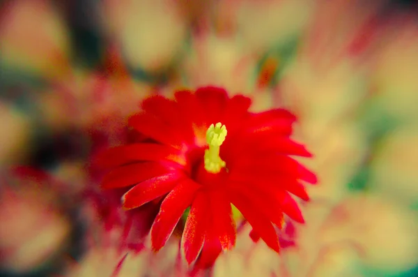 Κάκτος closeup με πορτοκαλί λουλούδι της ερήμου — Φωτογραφία Αρχείου