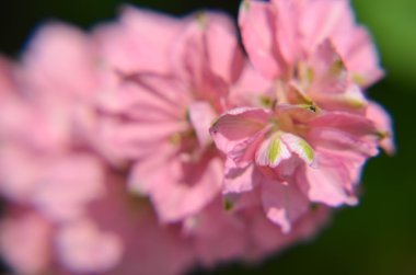 Bir kök tam yüksükotu çiçek çiçeklenme üzerinde yakın çekim