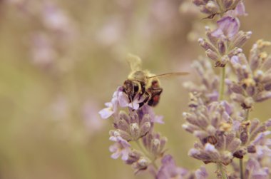 Bumblebee lavanta çiçek ve arı