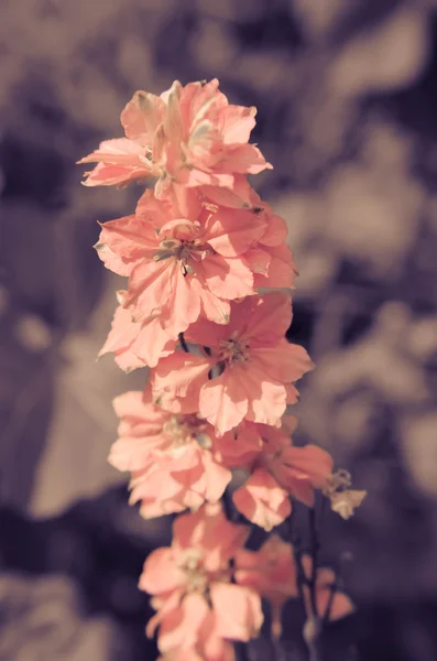 Bir kök tam yüksükotu çiçek çiçeklenme üzerinde yakın çekim — Stok fotoğraf