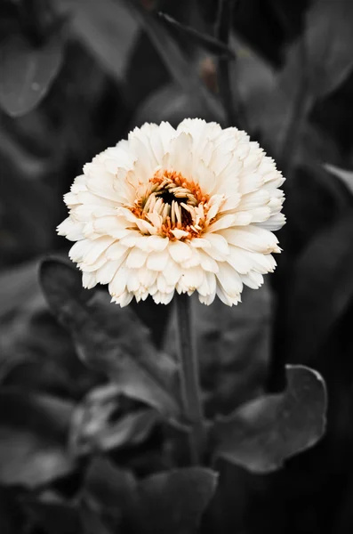 Flor calêndula macro officinalis — Fotografia de Stock