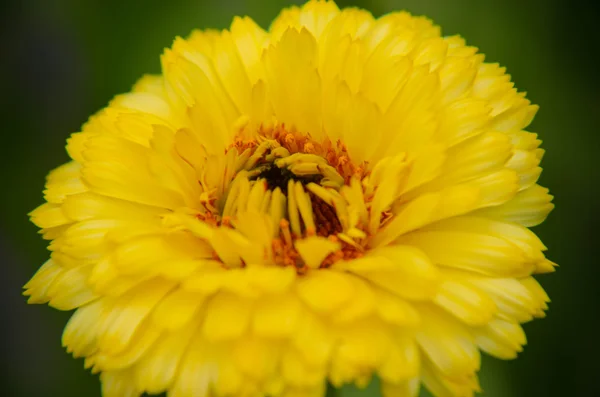 Marigold flower macro calendula officinalis — Stock Photo, Image