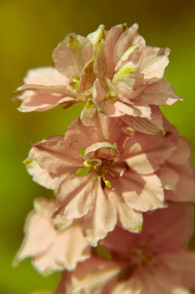 Bir kök tam yüksükotu çiçek çiçeklenme üzerinde yakın çekim — Stok fotoğraf
