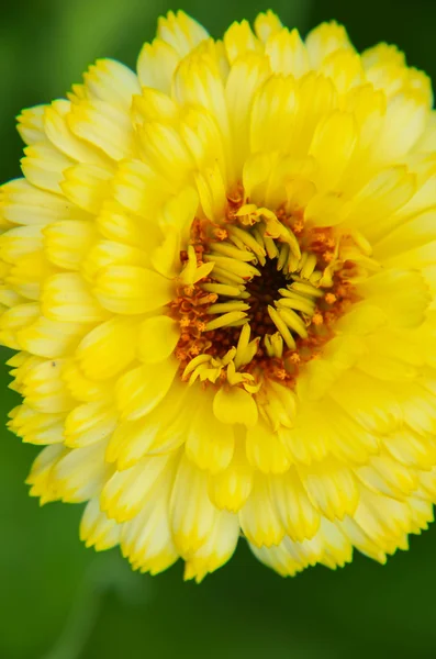 Marigold flower macro calendula officinalis — Stock Photo, Image