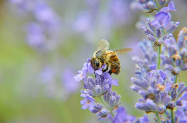 Hommel lavendel bloemen en bijen — Stockfoto