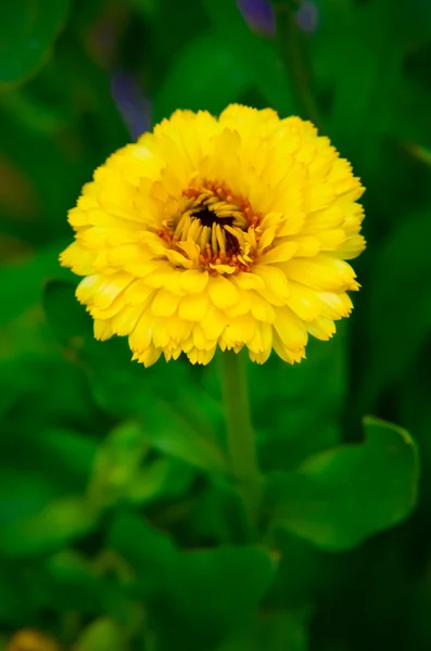 Marigold flower macro calendula officinalis — Stock Photo, Image