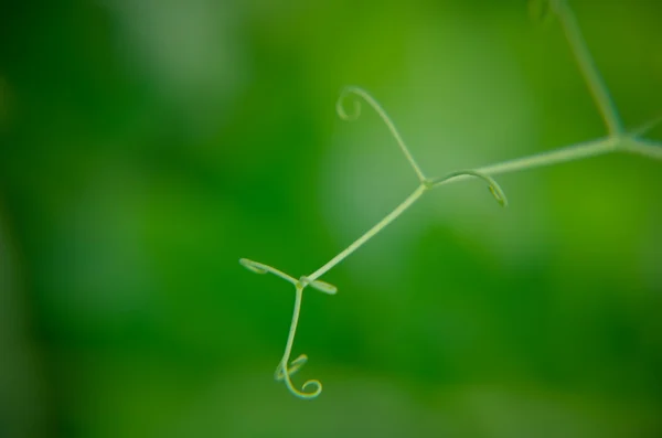 Rostoucí rostlina mladá zahradní hrášek — Stock fotografie