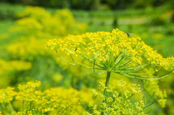 Gros plan sur la floraison des fleurs d'aneth dans le potager — Photo