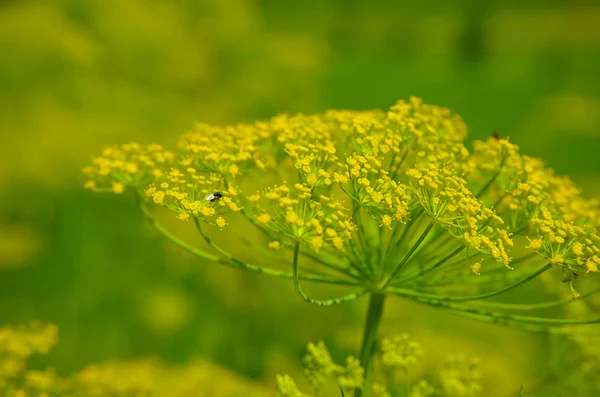 Gros plan sur la floraison des fleurs d'aneth dans le potager — Photo