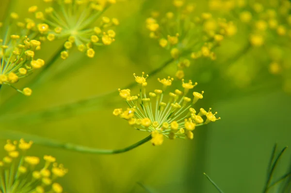 Nahaufnahme blühender Dillblumen im Nutzgarten — Stockfoto