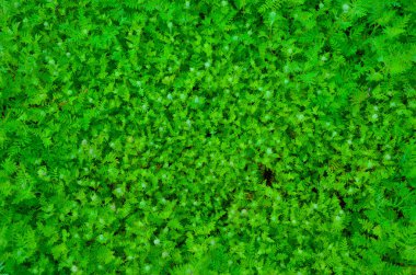 Yeşil yapraklar duvar dokusu arkaplanı