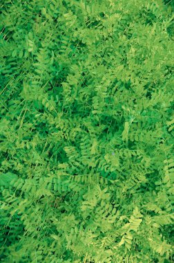 Yeşil yapraklar duvar dokusu arkaplanı