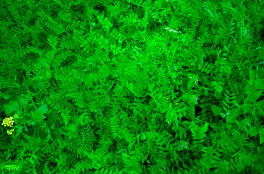 Yeşil yapraklar duvar dokusu arkaplanı