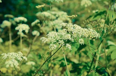 İnek maydanoz Anthriscus sylvestris - beyaz yaz alan çiçek