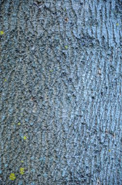 Ormandaki ağaç kabuğu