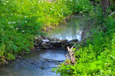 Küçük temiz nehir ve yeşil büyümüş bankalar