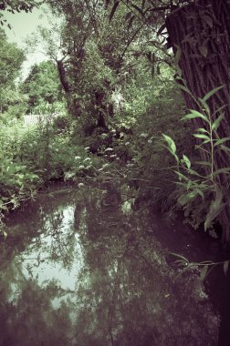 Küçük temiz nehir ve yeşil büyümüş bankalar