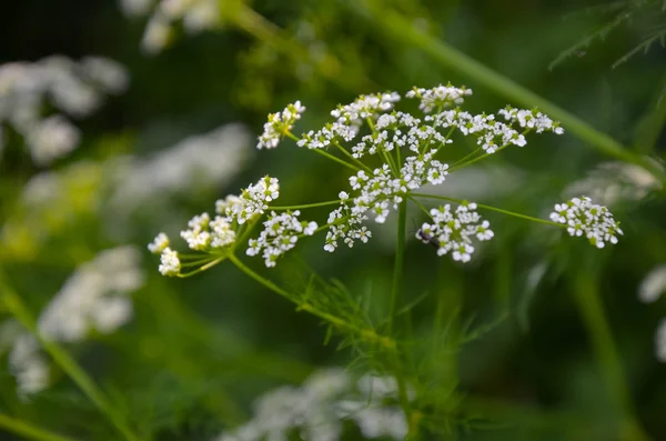 Tehén turbolya petrezselyem sylvestris - fehér nyári virág mező — Stock Fotó