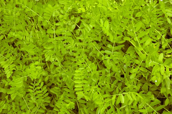 Hojas verdes pared textura fondo —  Fotos de Stock
