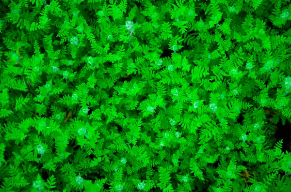Groene bladeren muur textuur achtergrond — Stockfoto