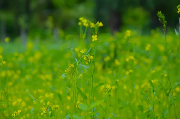 Fleurs jaunes sur fond vert bleui — Photo