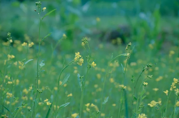 Blured 緑背景の黄色い花 — ストック写真