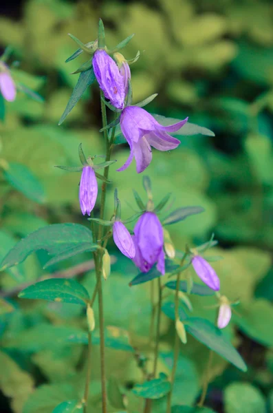 森でカンパニュラ鈴の花 — ストック写真