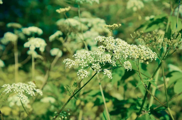 소 파 슬 리 Anthriscus sylvestris-화이트 여름 필드 꽃 — 스톡 사진