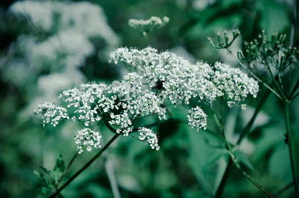 소 파 슬 리 Anthriscus sylvestris-화이트 여름 필드 꽃 — 스톡 사진