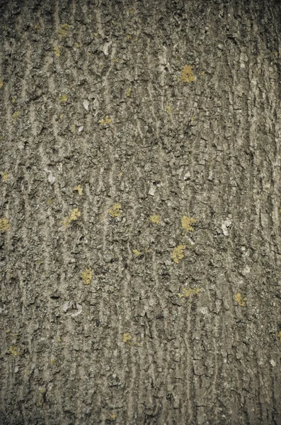 Écorce d'arbre dans la forêt — Photo