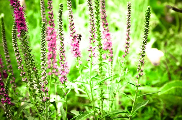 Společné vřes calluna vulgaris. Malé med lesní rostliny a okrasné zahrady . — Stock fotografie