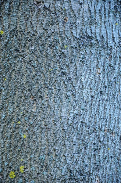 Bark av träd i skogen — Stockfoto
