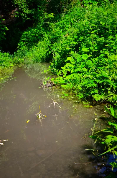 Petite rivière propre et berges vertes envahies — Photo