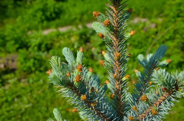 Blue spruce ágak háttere — Stock Fotó