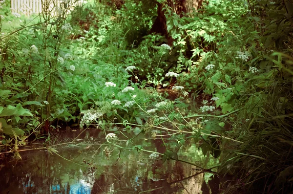 Küçük temiz nehir ve yeşil büyümüş bankalar — Stok fotoğraf